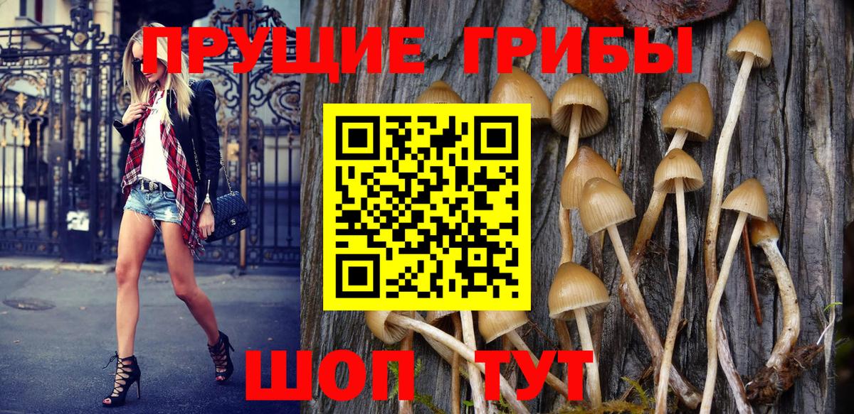 Псилоцибиновые грибы Psilocybe Томск