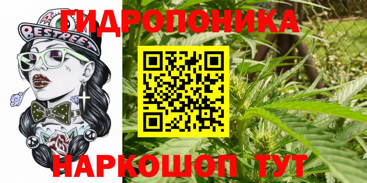 Каннабис OG Kush Томск